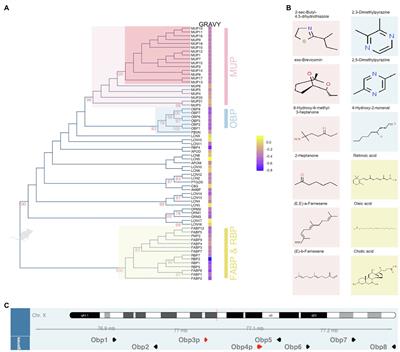 Biological Roles of Lipocalins in Chemical Communication, Reproduction, and Regulation of Microbiota